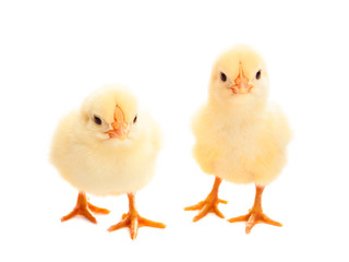 two young chicks on white background
