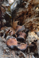 mushrooms fungus on tree