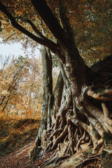 Fototapeta na wymiar Old big tree roots autumn forest