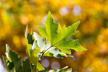 the leaves on the tree in nature in autumn