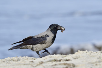 Nebelkrähe bei der Futtersuche