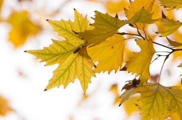 Fototapeta na wymiar the leaves on the tree in nature in autumn