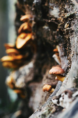 Mushrooms on tre trunk