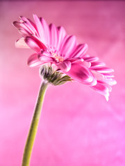 gerbera close-up, macro (121)