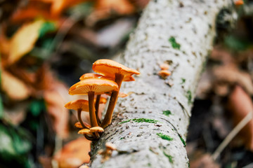 Mushrooms on tree trunk