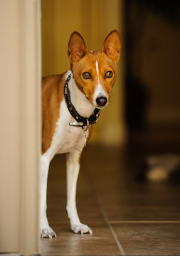 Basenji Dog Standing In House Doorway