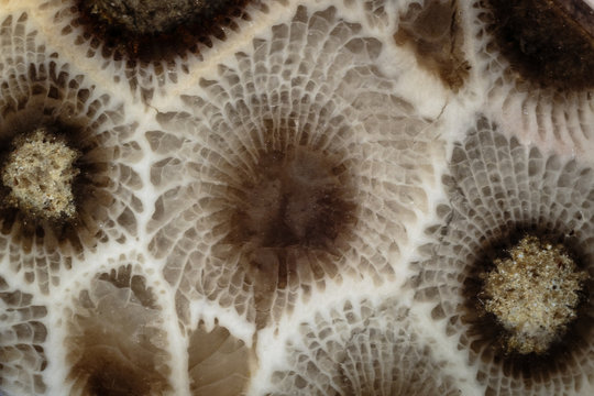 Looking into a Petoskey Stone