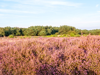Obraz na płótnie Canvas Purple heather in autumn
