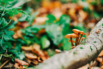 Mushrooms on tree trunk