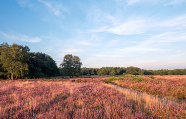 Fototapeta na wymiar Purple heather in autumn