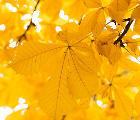 the leaves on the tree in nature in autumn