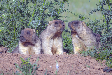 cute furry marmots