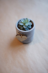 succulent in a small ceramic vase