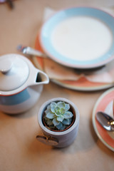 succulent in a small ceramic vase