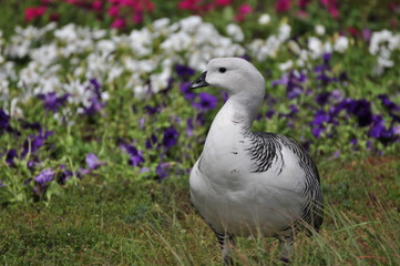 Ein Gans mit Blümen