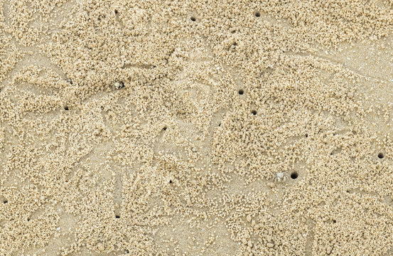 Beach Sand with Small Crab Making Crab Hole on The Beach of Thailand