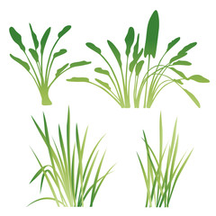 Tropical banana tree leaves vector set background isolated