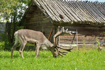 Naklejka premium Reindeer (Rangifer tarandus) grazes near village hut in summer