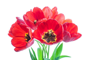 Bouquet of red tulips. Floral wallpaper