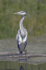 beautiful heron in the pond