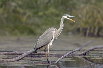 beautiful heron in the pond