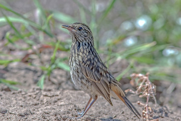 beautiful wild little bird
