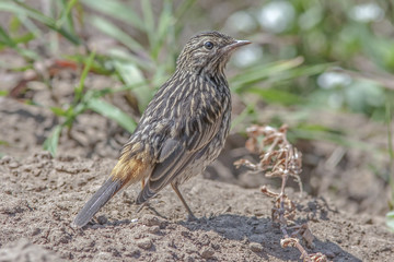 beautiful wild little bird