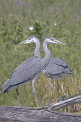 beautiful heron in the pond