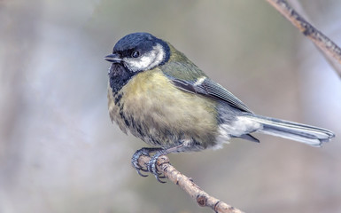 small colorful birds