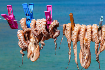 Calamares zum Trocknen