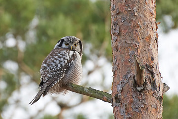 Northern hawk-owl (Surnia ulula)