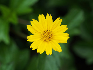 yellow cosmos flower