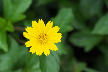 yellow cosmos flower