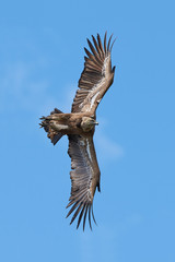 Griffon vulture (Gyps fulvus)