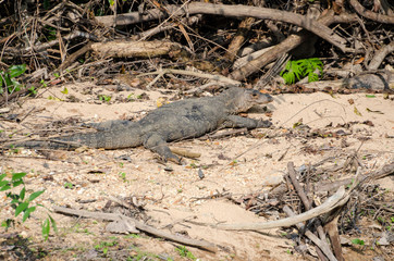 Common water Monitor (Varanus salvator) in Khao National Park Thailand