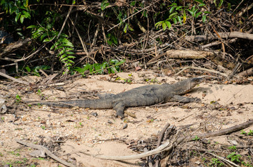 Common water Monitor (Varanus salvator) in Khao National Park Thailand