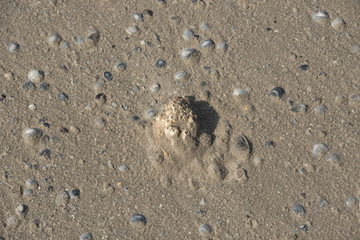 Muscheln liegen am Stand am Meer