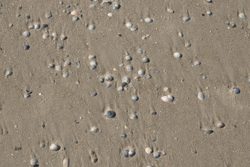 Muscheln liegen am Stand am Meer