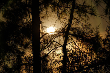 Silhouette birch tree branches