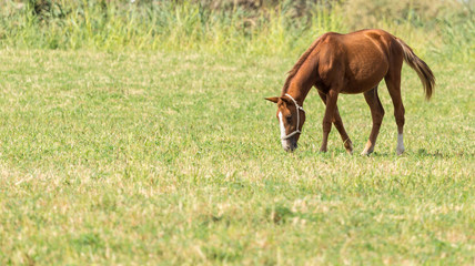 Fototapeta premium a horse in a pasture in nature