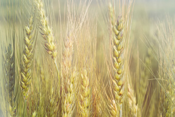 Photo of wheat field at sunrise with soft focus filter