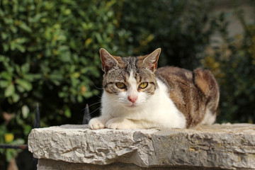 brown cat on stone wall