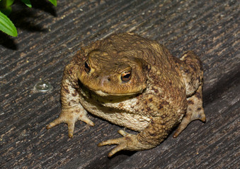 Frogs on a pond