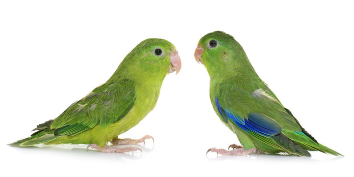 Pacific parrotlet in studio
