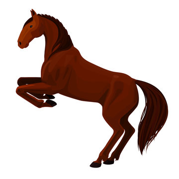 Vector illustration of chestnut rearing horse. Isolated detailed picture of beautiful animal on white background.