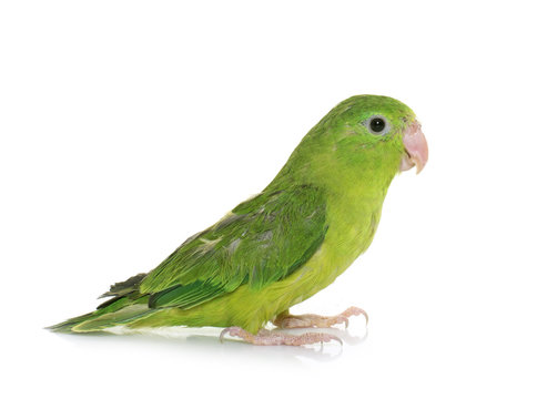 Pacific parrotlet in studio