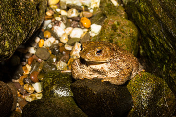 Frogs on a pond