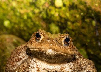 Frogs on a pond
