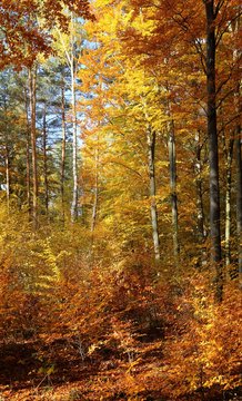 Autumn forest.