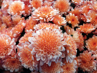 chrysanthemum  small. bright white-red flowers. background of flowers. for design. closeup..